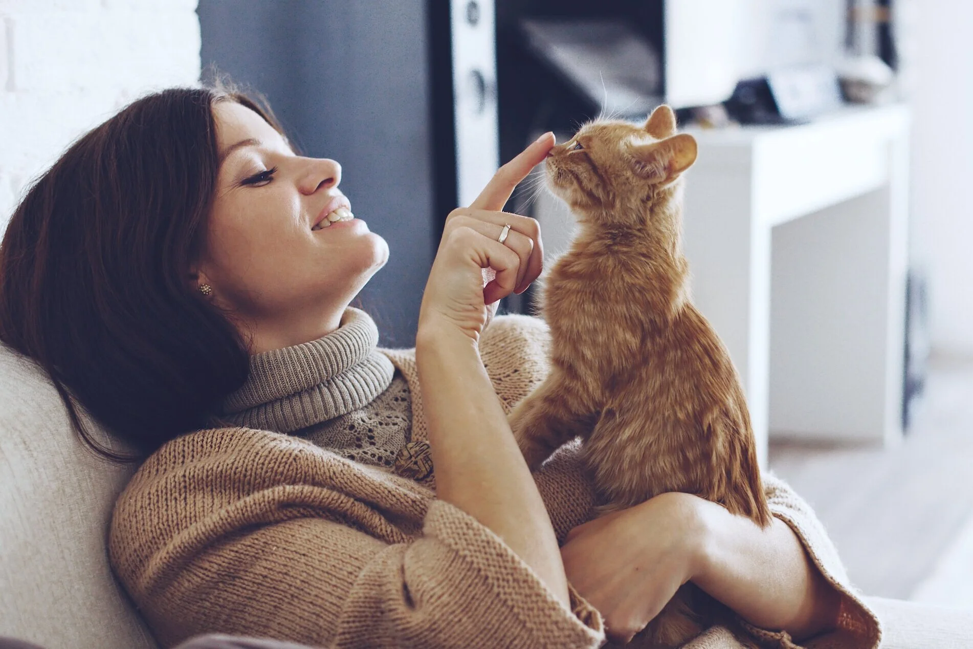 Therapy cats for sale near best sale me